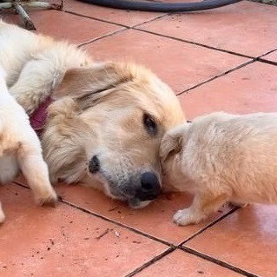 Active Golden retriever puppies for sale