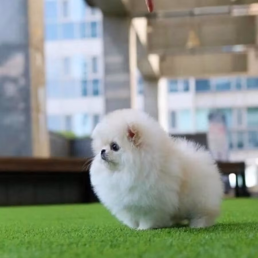 Affectionate Pomeranian puppies for sale