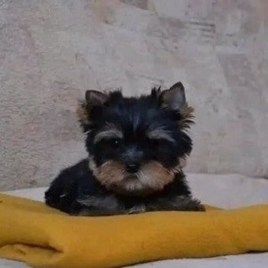 Artistic Yorkie puppies for sale