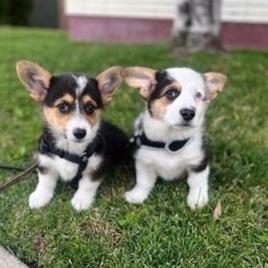 Calm Pembroke Welsh corgi puppies for sale