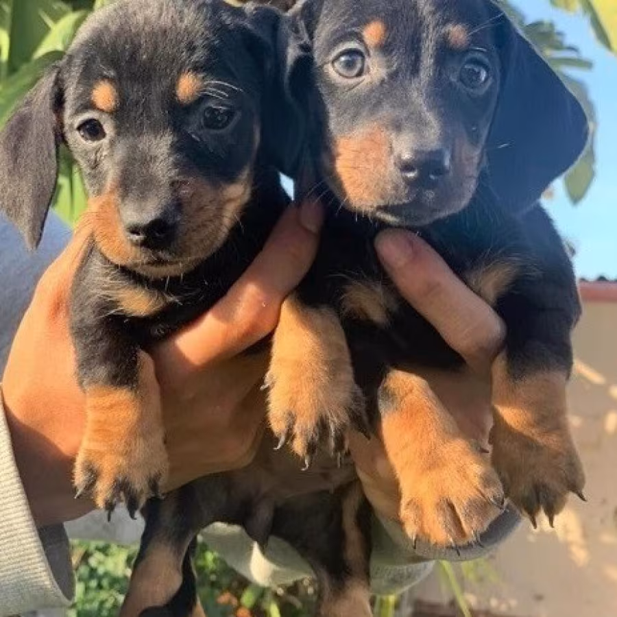 Capable Miniature Dachshund puppies for sale
