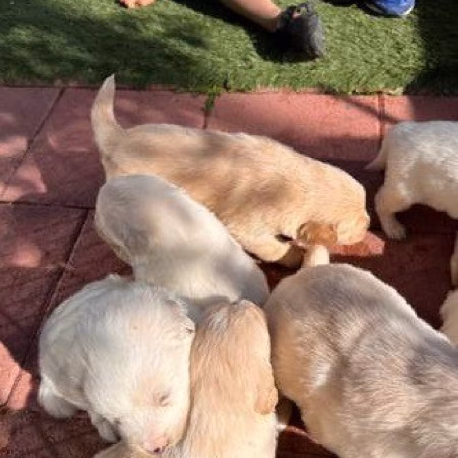 Calm Golden retriever puppies for sale