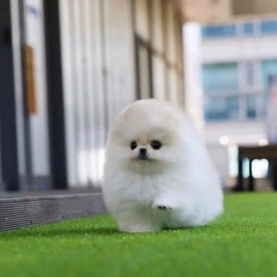 Caring Pomeranian puppies for sale