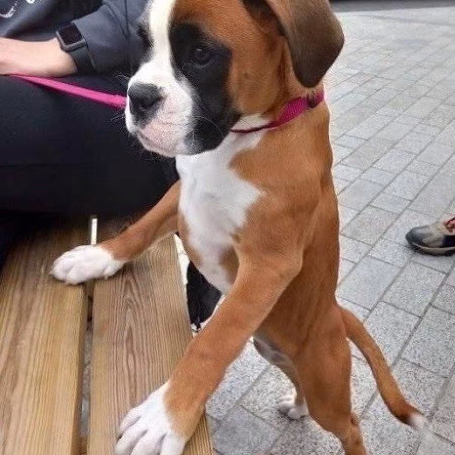 Eager Boxer puppies for sale