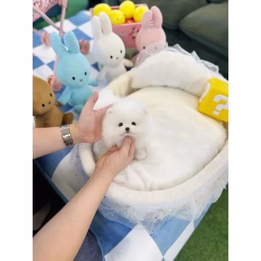 Pomeranian and French bulldog