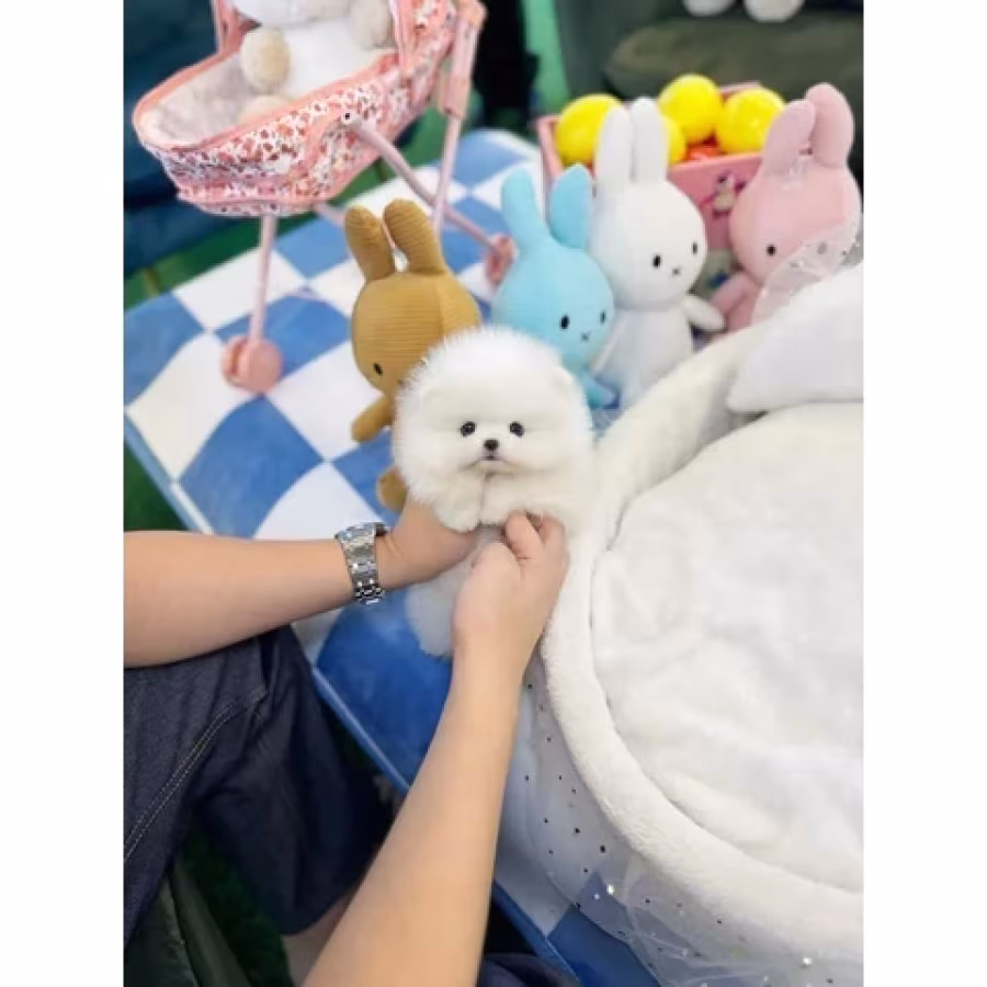 Pomeranian and French bulldog