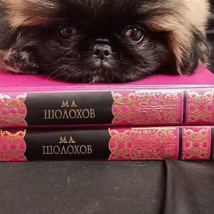 Pekingese Boy for Sale in Brooklyn (New York)