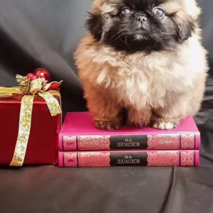 Pekingese Boy for Sale in Brooklyn (New York)