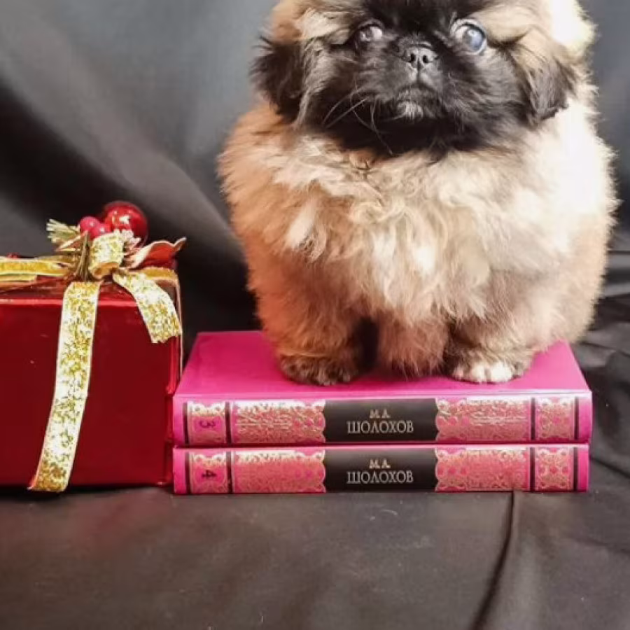 Pekingese Boy for Sale in Brooklyn (New York)