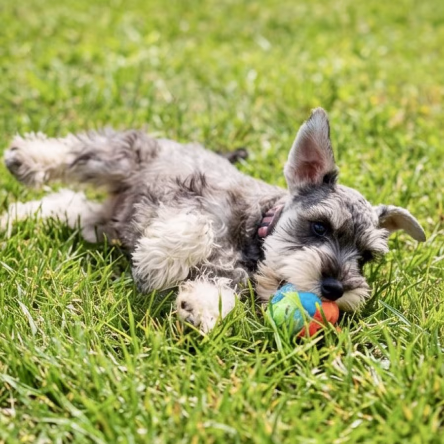 Miniature Schnauzer Puppies For Sale