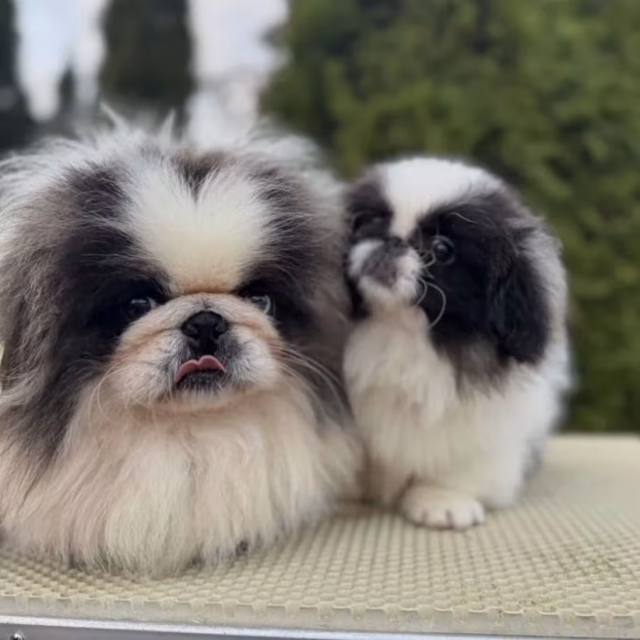 Pekingese Girl and Boy Looking for a Home in Jacksonville (Florida)