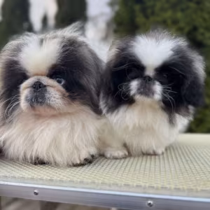 Pekingese Girl and Boy Looking for a Home in Jacksonville (Florida)