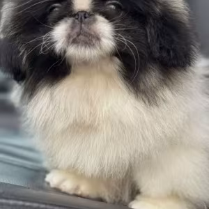 Pekingese Girl and Boy Looking for a Home in Jacksonville (Florida)