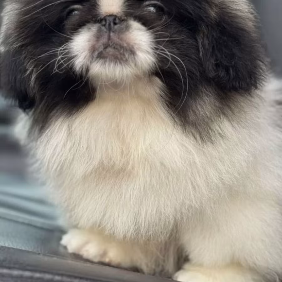 Pekingese Girl and Boy Looking for a Home in Jacksonville (Florida)