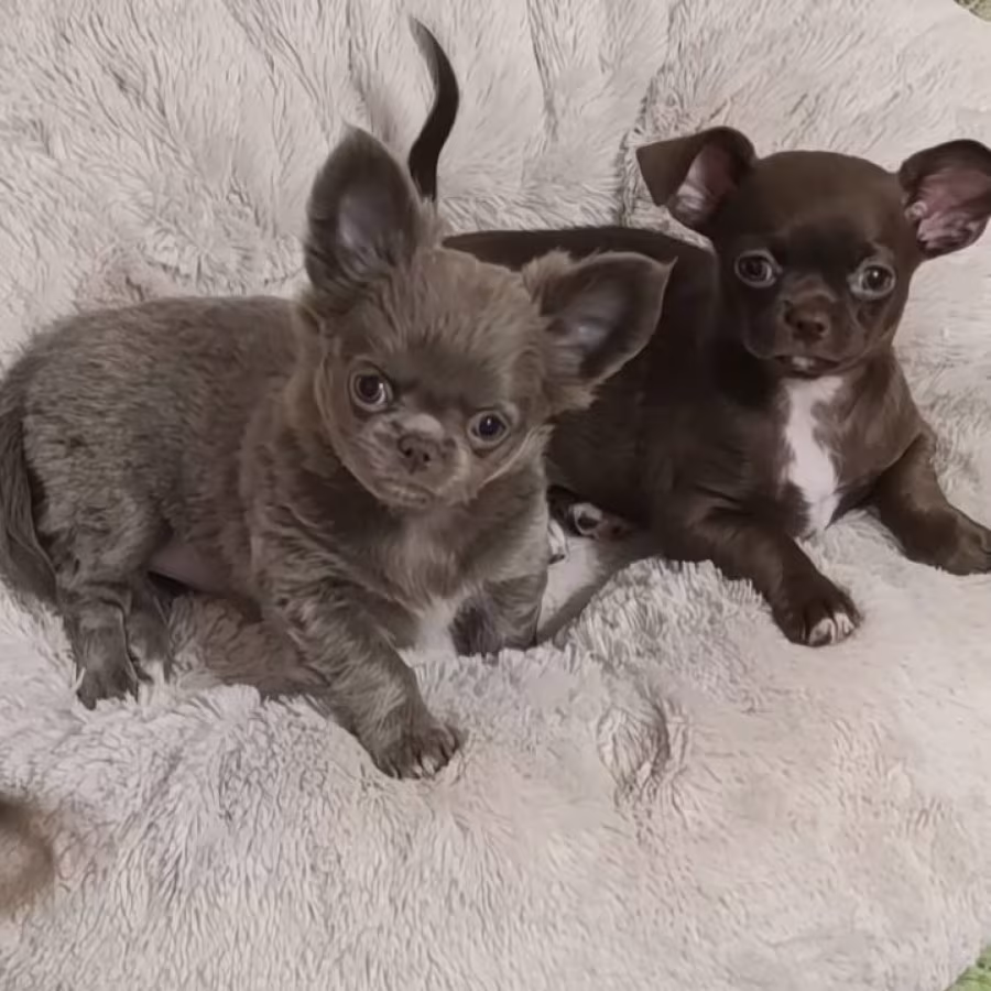 Chihuahua Boys in Houston (Texas)
