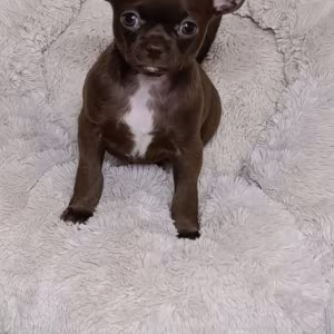 Chihuahua Boys in Houston (Texas)