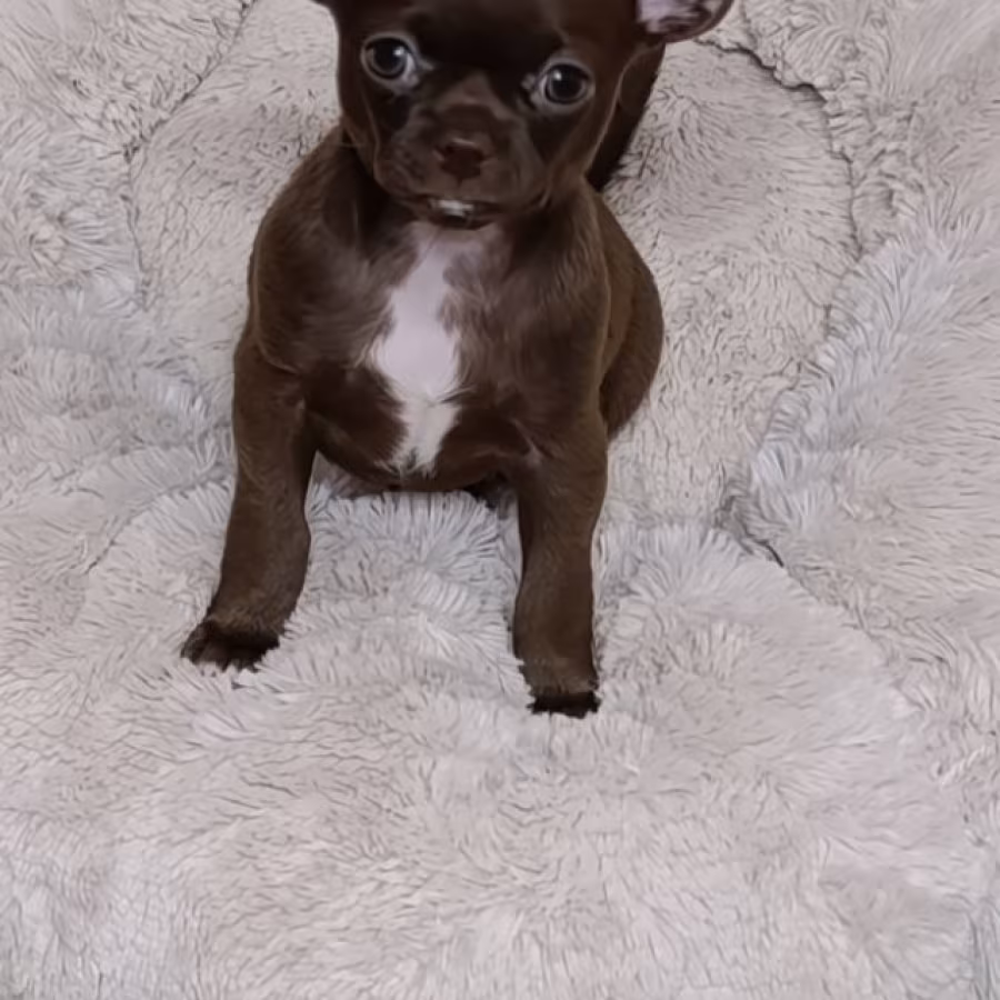 Chihuahua Boys in Houston (Texas)