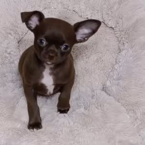 Chihuahua Boys in Houston (Texas)