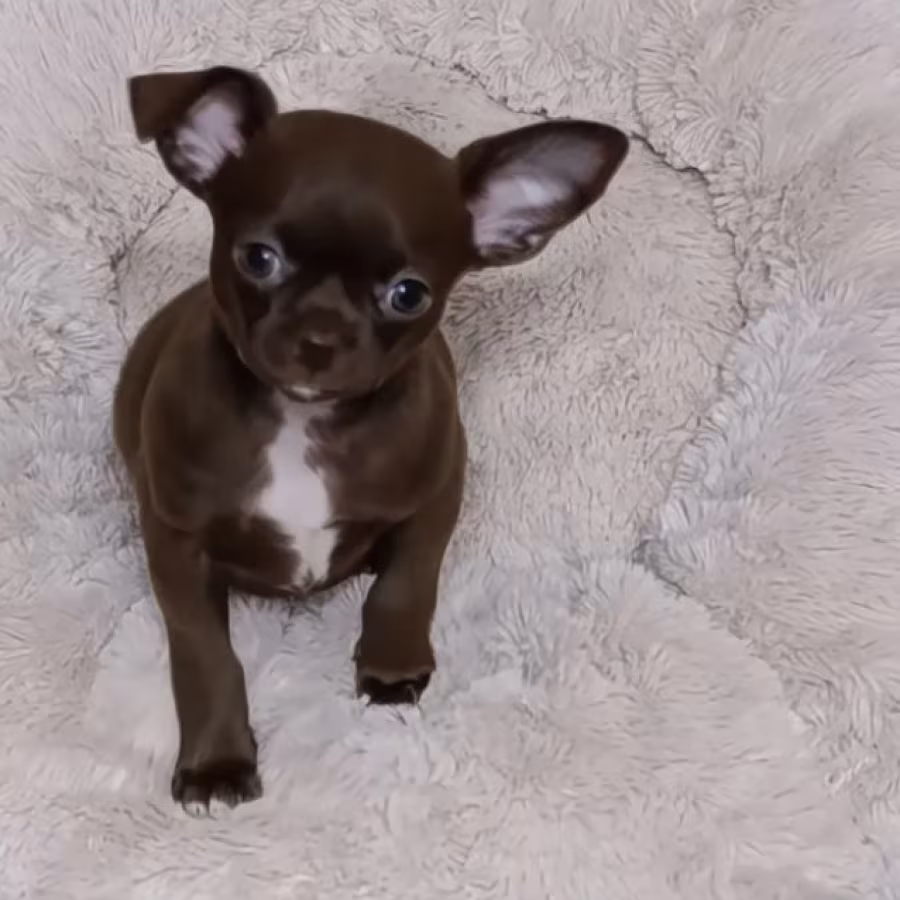 Chihuahua Boys in Houston (Texas)