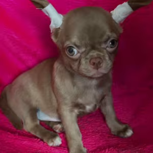 Long-Haired Chihuahua Girl Looking for a Home in Phoenix (Arizona)