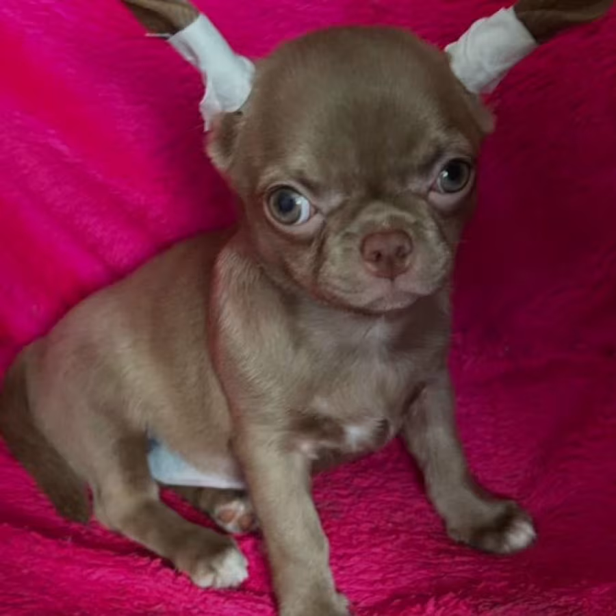 Long-Haired Chihuahua Girl Looking for a Home in Phoenix (Arizona)