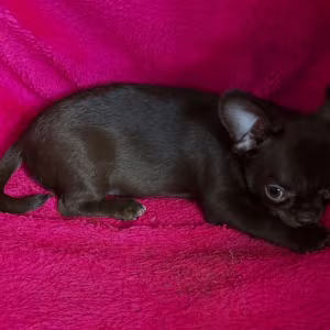 Long-Haired Chihuahua Girl Looking for a Home in Phoenix (Arizona)