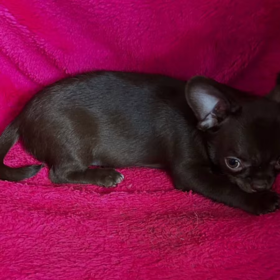 Long-Haired Chihuahua Girl Looking for a Home in Phoenix (Arizona)