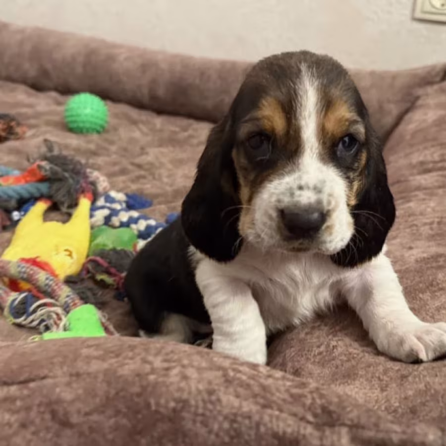 Basset Hound Puppies for Sale in Dallas