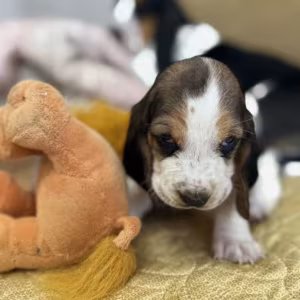 Basset Hound Puppies for Sale in Dallas