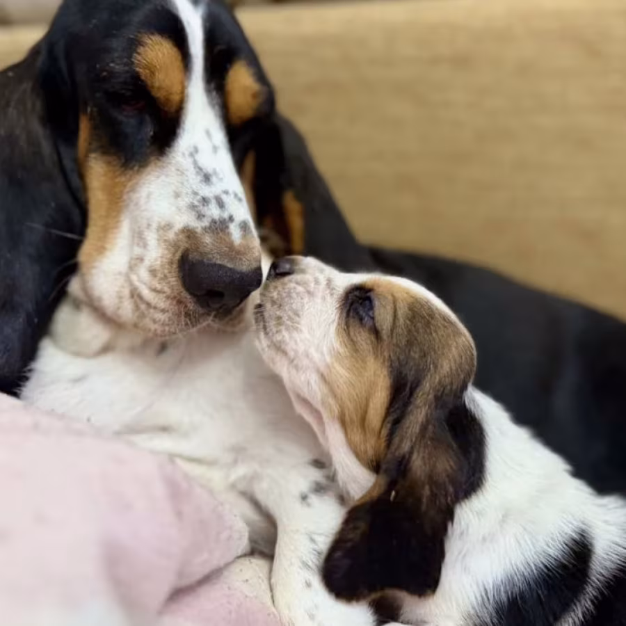Basset Hound Puppies for Sale in Dallas