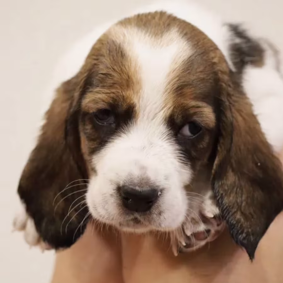 Basset Hound Boys and Girls for Sale in Austin (Texas)