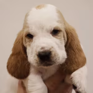 Basset Hound Boys and Girls for Sale in Austin (Texas)