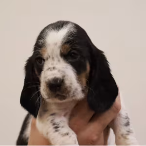 Basset Hound Boys and Girls for Sale in Austin (Texas)