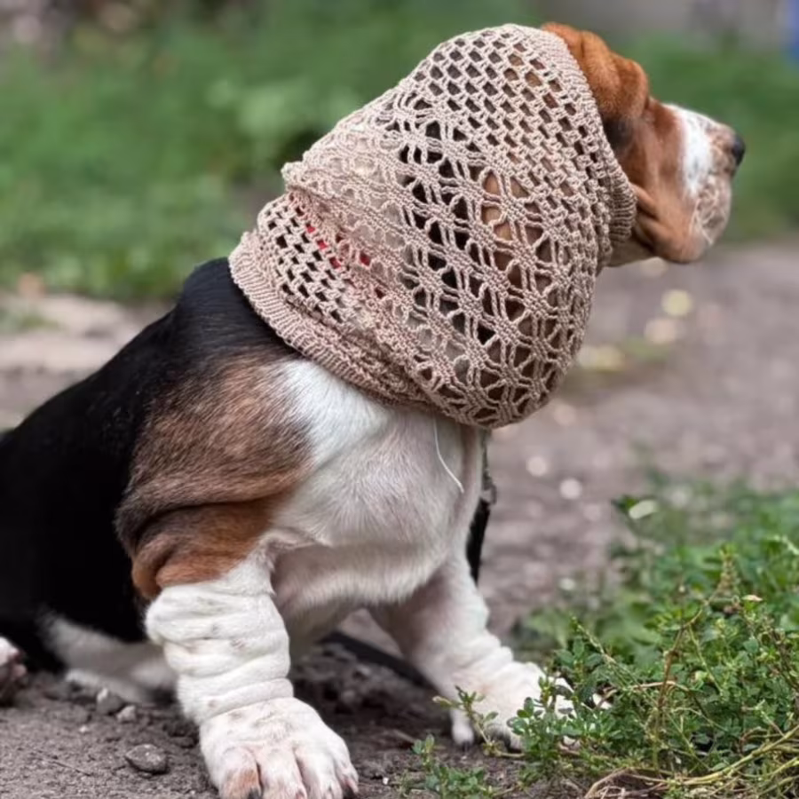 Basset Hound Girl Looking for Loving Owners in the Bronx (New York)