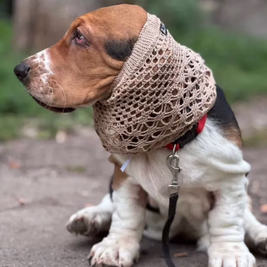 Basset Hound Girl Looking for Loving Owners in the Bronx (New York)