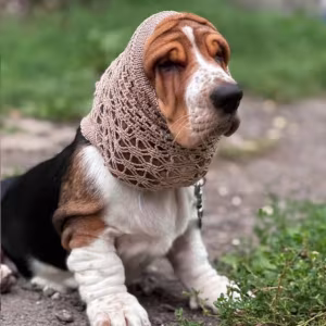 Basset Hound Girl Looking for Loving Owners in the Bronx (New York)