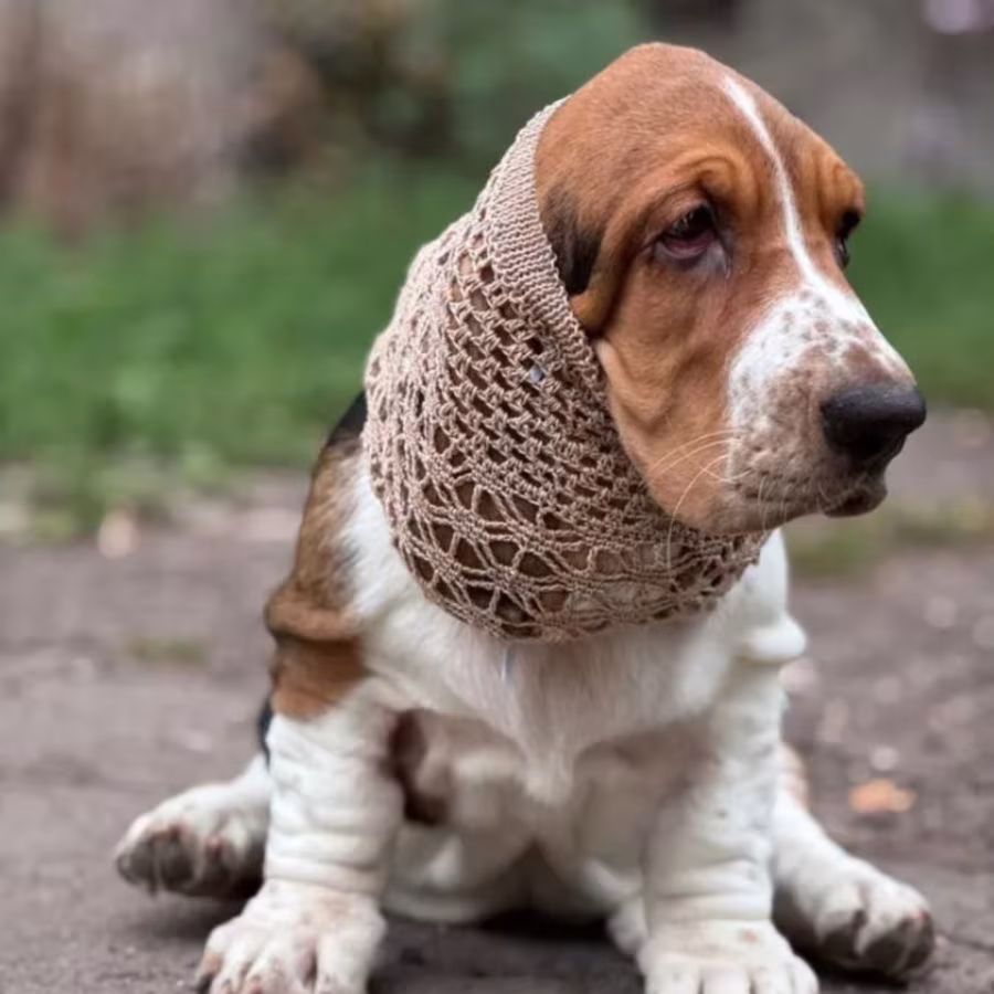 Basset Hound Girl Looking for Loving Owners in the Bronx (New York)