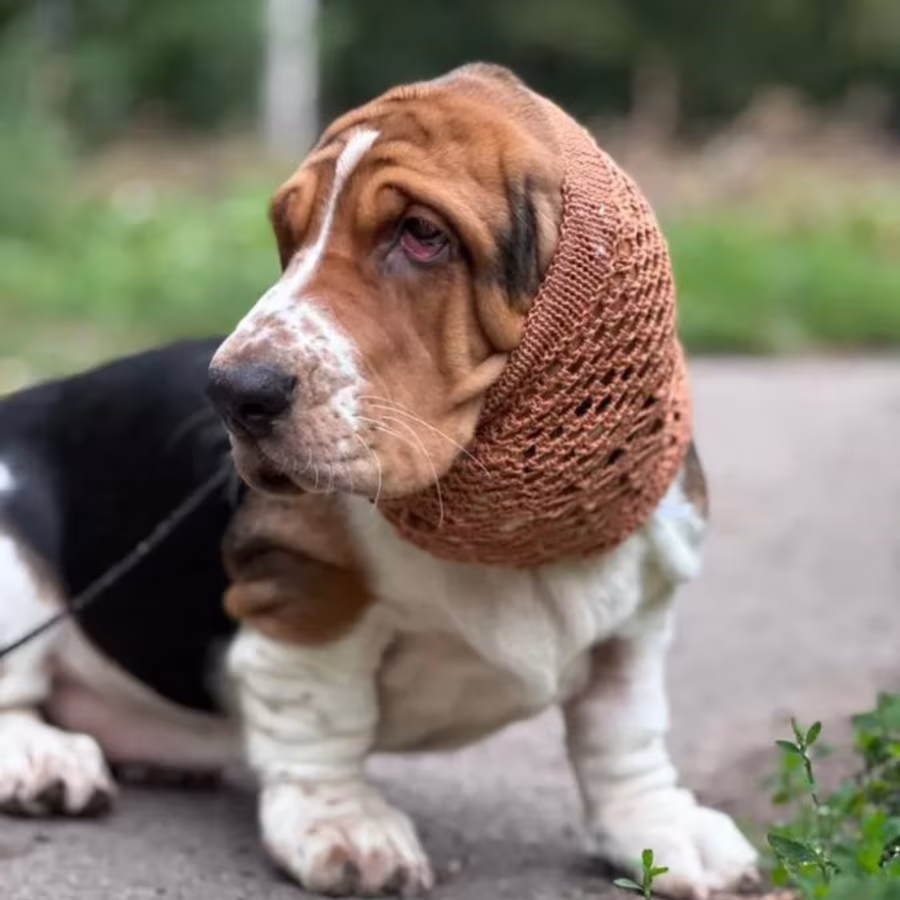Basset Hound Girl Looking for Loving Owners in the Bronx (New York)