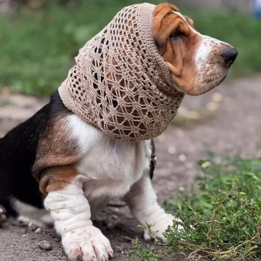 Basset Hound Girl Looking for Loving Owners in the Bronx (New York)