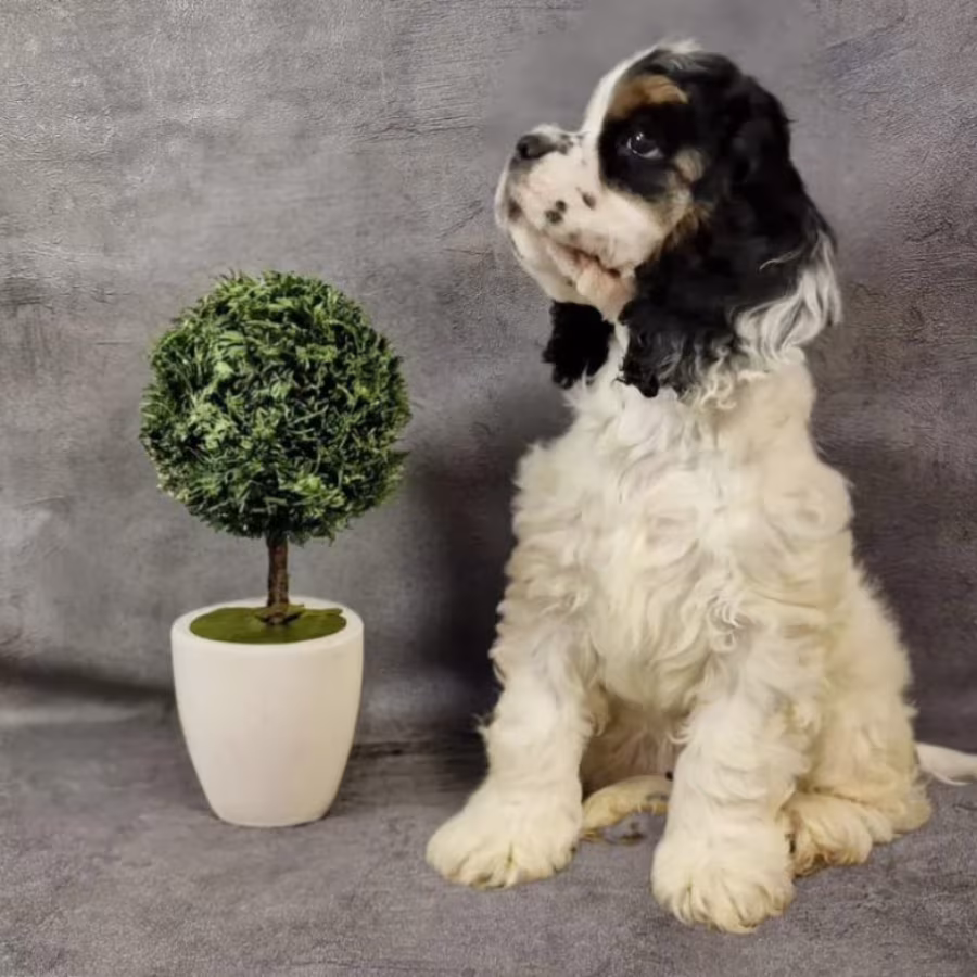 Cocker Spaniel Puppies for Sale in Fort Worth (Texas)