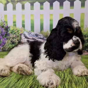 Cocker Spaniel Puppies for Sale in Fort Worth (Texas)