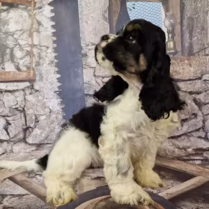 Cocker Spaniel Puppies for Sale in Fort Worth (Texas)