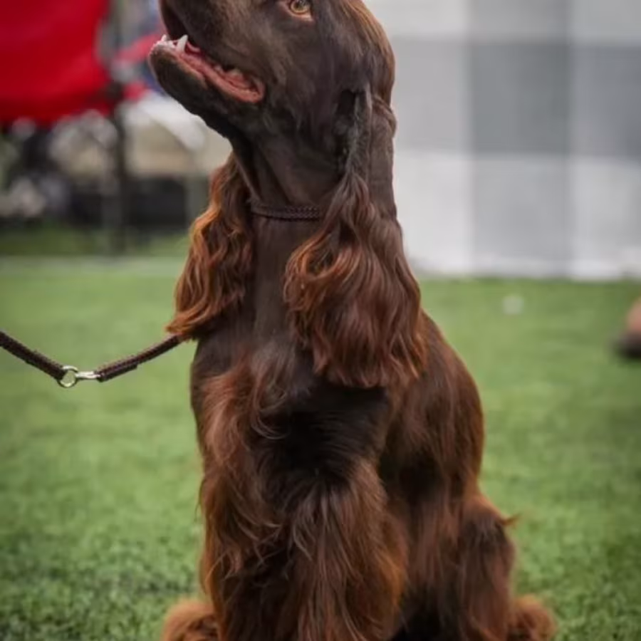 Adorable Cocker Spaniel Puppies for Sale in the Bronx (New York)