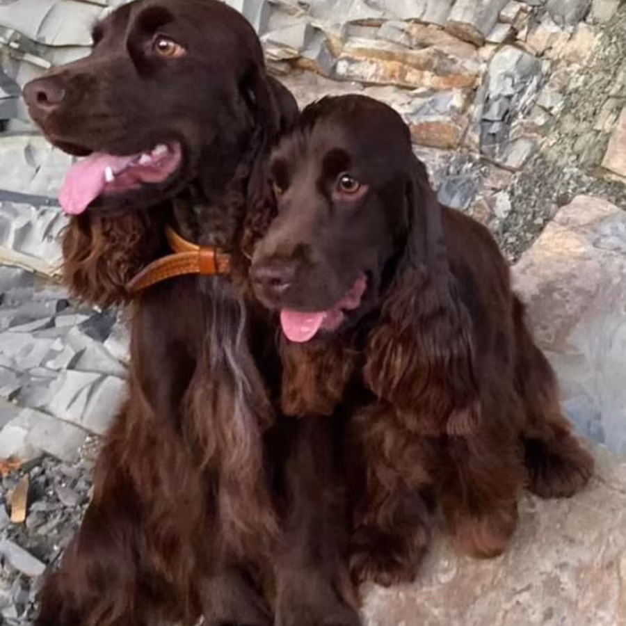 Adorable Cocker Spaniel Puppies for Sale in the Bronx (New York)