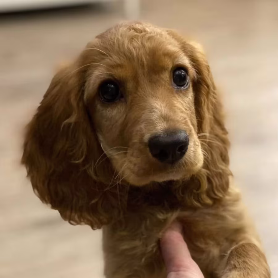 Here You Can Buy a Purebred Cocker Spaniel Puppy (Manhattan, New York)