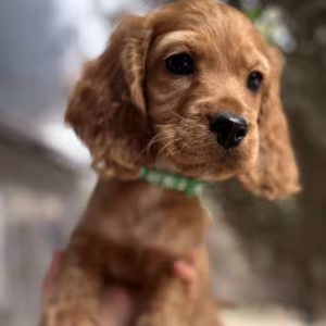 Here You Can Buy a Purebred Cocker Spaniel Puppy (Manhattan, New York)