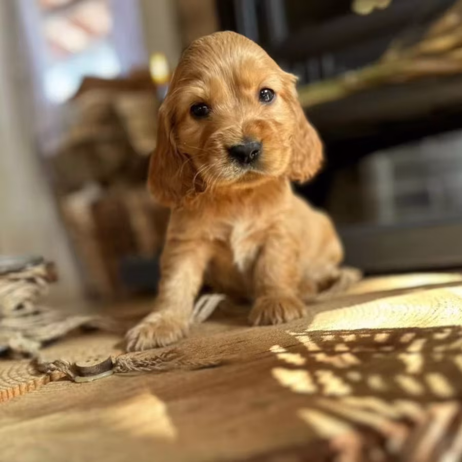 Here You Can Buy a Purebred Cocker Spaniel Puppy (Manhattan, New York)