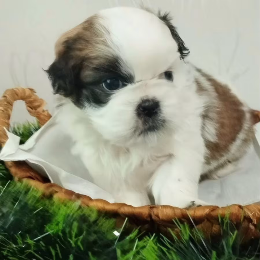 Shih Tzu Puppies for Sale in Austin (Texas)