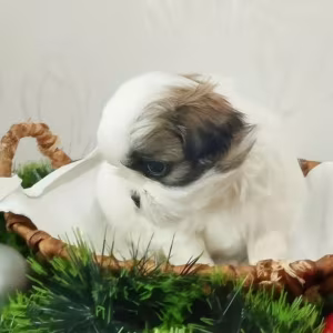 Shih Tzu Puppies for Sale in Austin (Texas)