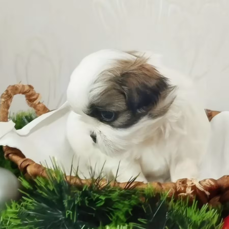 Shih Tzu Puppies for Sale in Austin (Texas)